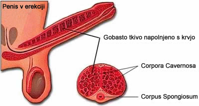 povečanje penisa - penis v erekciji